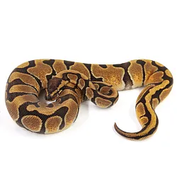 ПОД ЗАКАЗ: Королевский питон Python regius (Enchi poss NR Mandarin)