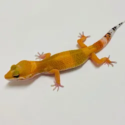 Эублефар Tangerine Carrot Tail het Hypo cross Blood