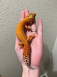 Эублефар Orange Tangerine