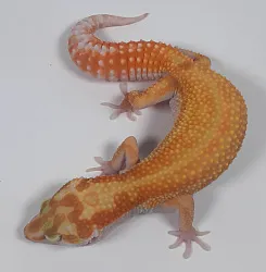 Эублефар Jungle Tangerine Albino het Hypo