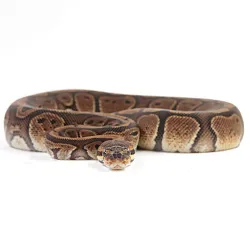 ПОД ЗАКАЗ: Королевский питон Python regius (Red Stripe poss Vanilla)