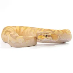 ПОД ЗАКАЗ: Королевский питон Python regius (Banana Pastel Yellow Belly)
