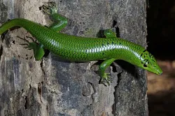 Смарагдовый сцинк (Lamprolepis smaragdina)