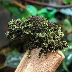 Вьетнамская моховая лягушка (Theloderma corticale)