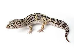 Эублефар Mack Snow p/het Hypo p/het White and Yellow p/het Albino