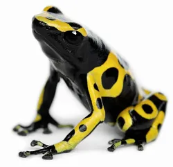 Священный древолаз (Dendrobates leucomelas)