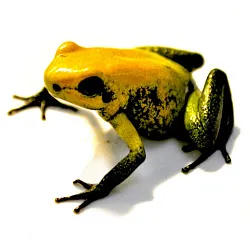 Двухцветный листолаз (Phyllobates bicolor)