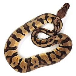 ПОД ЗАКАЗ: Королевский питон Python regius (Pastel Orange Dream)
