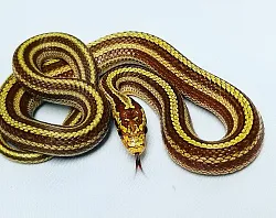 Узорчатый полоз (морфа Striped)