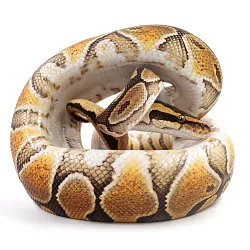 ПОД ЗАКАЗ: Королевский питон Python regius (Enchi Special poss NR Mandarin)