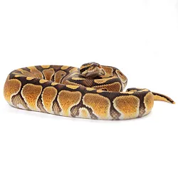 ПОД ЗАКАЗ: Королевский питон Python regius (Enchi Special poss NR Mandarin)
