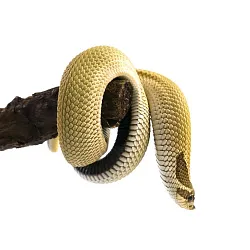 Свиноносый уж "Heterodon nasicus" (морфа Super Anaconda)