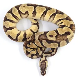ПОД ЗАКАЗ: Королевский питон Python regius (Enchi Pastel Gravel)