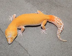 Эублефар Bell Albino Eclipse het RAPTOR