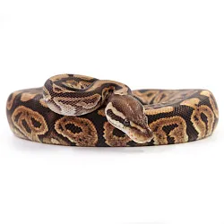 ПОД ЗАКАЗ: Королевский питон Python regius (Black Pastel Vanilla poss Gravel)