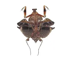 Богомол мертвый лист (Deroplatys lobata)