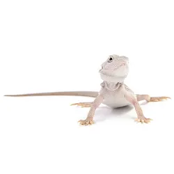 ПОД ЗАКАЗ: Бородатая агама "Zero Translucent" (Pogona vitticeps)