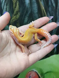 Эублефар Jungle Tangerine Albino het Hypo