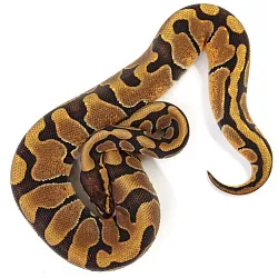 ПОД ЗАКАЗ: Королевский питон Python regius (Enchi poss NR Mandarin)