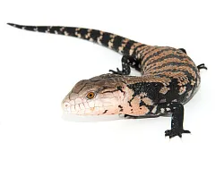 Синеязыкий сцинк (Tiliqua scincoides)