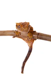 Реснитчатый геккон бананоед (Correlophus ciliatus)
