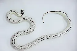 Калифорнийская королевская змея High White