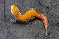 Эублефар Emerine Tremper Albino