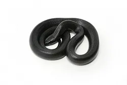 Королевская змея нигрита (Lampropeltis getula nigrita)