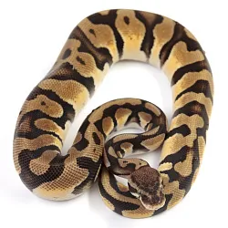 ПОД ЗАКАЗ: Королевский питон Python regius (Pastel Orange Dream)