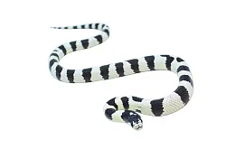 Калифорнийская королевская змея Banded