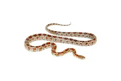 Маисовый полоз (морфа Normal het ghost)