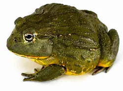 Лягушка водонос (Pyxicephalus adspersus)