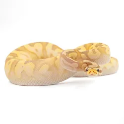 ПОД ЗАКАЗ: Королевский питон Python regius (Banana Pastel Yellow Belly)