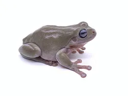 Австралийские квакши, морфные (Litoria caerulea)