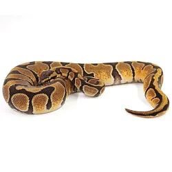 ПОД ЗАКАЗ: Королевский питон Python regius (Enchi poss NR Mandarin)