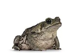 Жаба Ага (Rhinella marina)