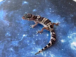 Эублефар Mack Snow het Blizzard cross Diablo cross Black Night