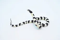 Калифорнийская королевская змея Banded