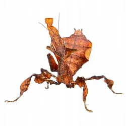 Богомол-призрак (Phyllocrania paradoxa)