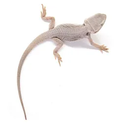 ПОД ЗАКАЗ: Бородатая агама "Zero Translucent" (Pogona vitticeps)