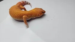 Эублефар Tangerine Albino het Carrot Tail cross Blood