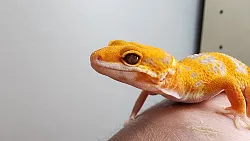Эублефар Tangerine Albino Carrot Tail cross Blood